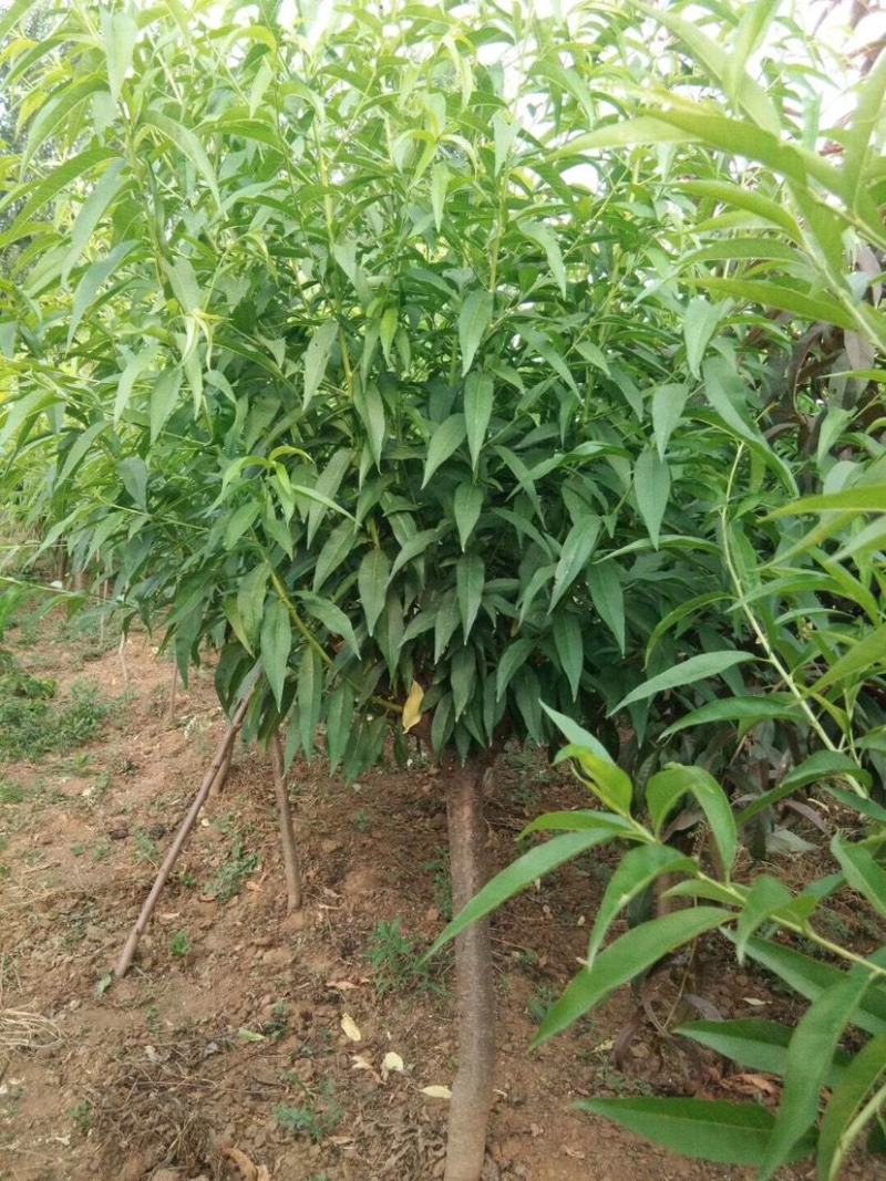 白碧桃