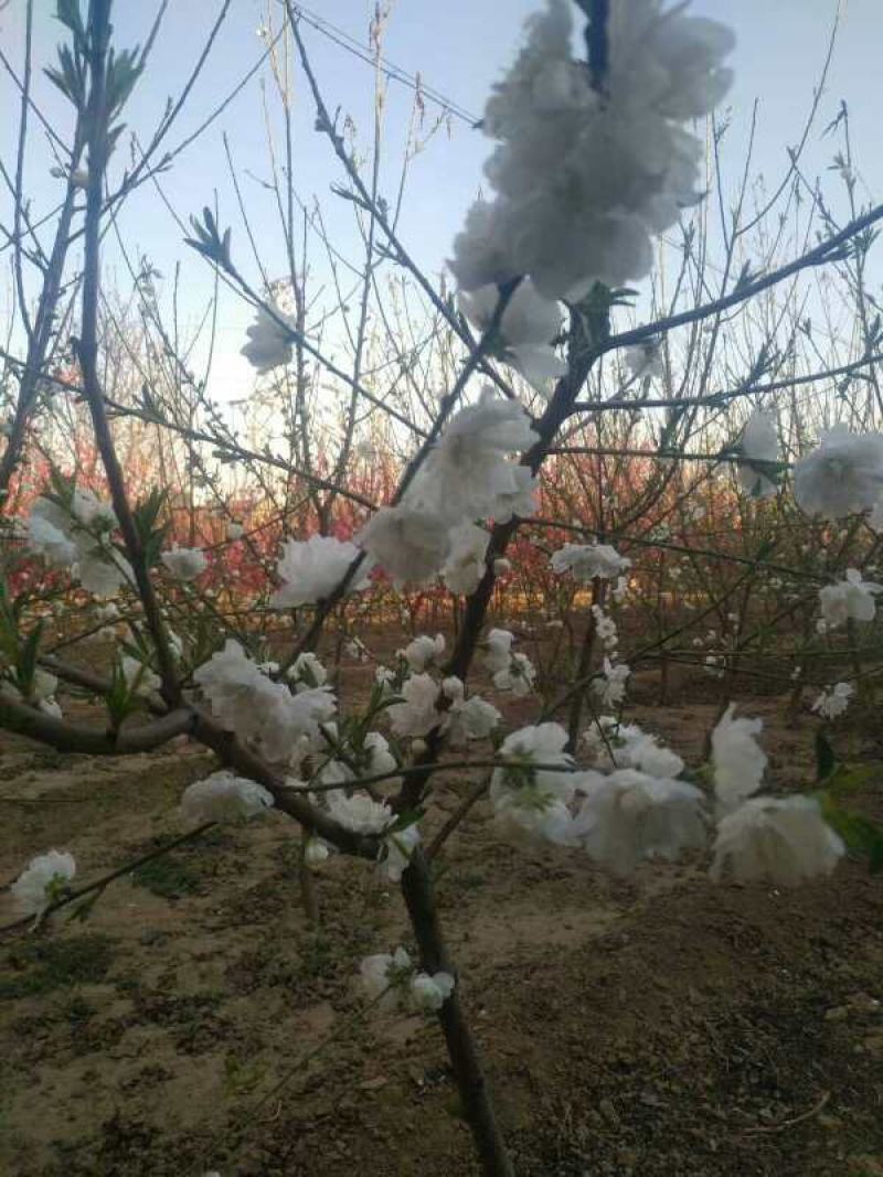 白碧桃