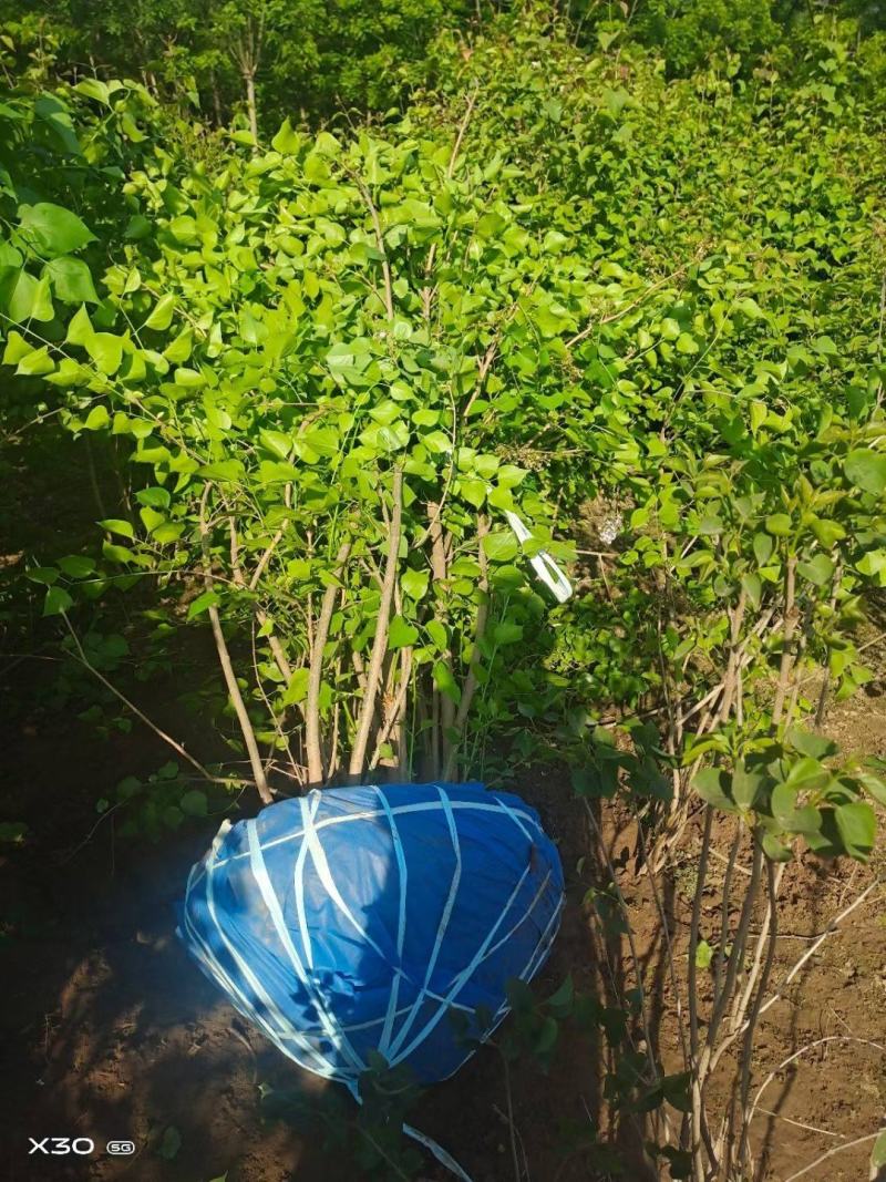 白丁香