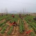 【合作社200亩】北花树型四季树型金银花苗药企合作包邮