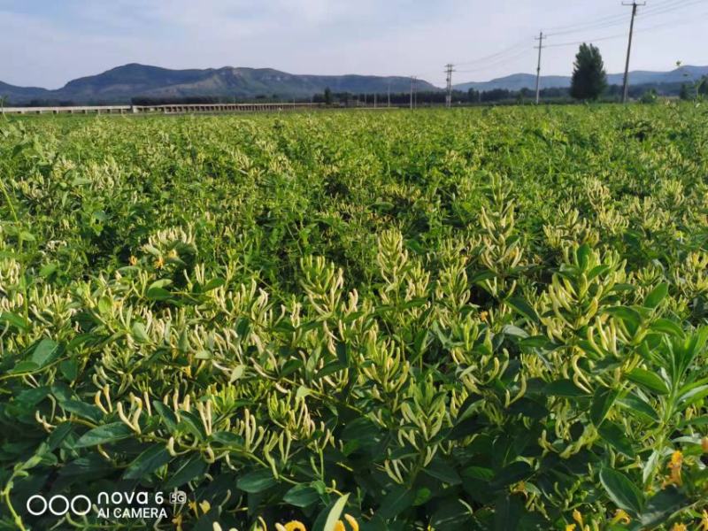 【合作社200亩】北花树型四季树型金银花苗药企合作包邮