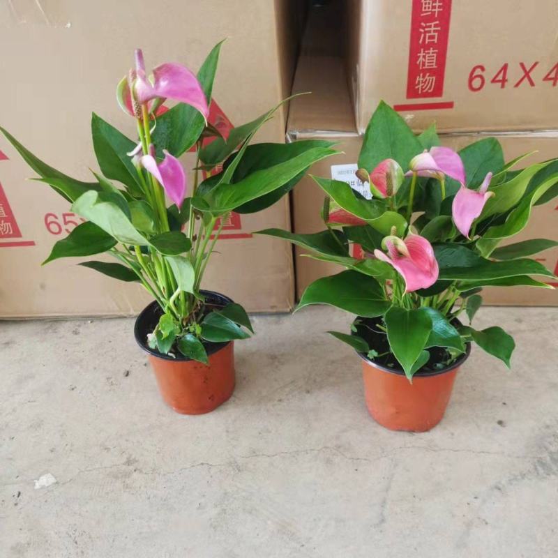 120#朱莉24装基地直发观赏花盆花