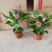 120#朱莉24装基地直发观赏花盆花