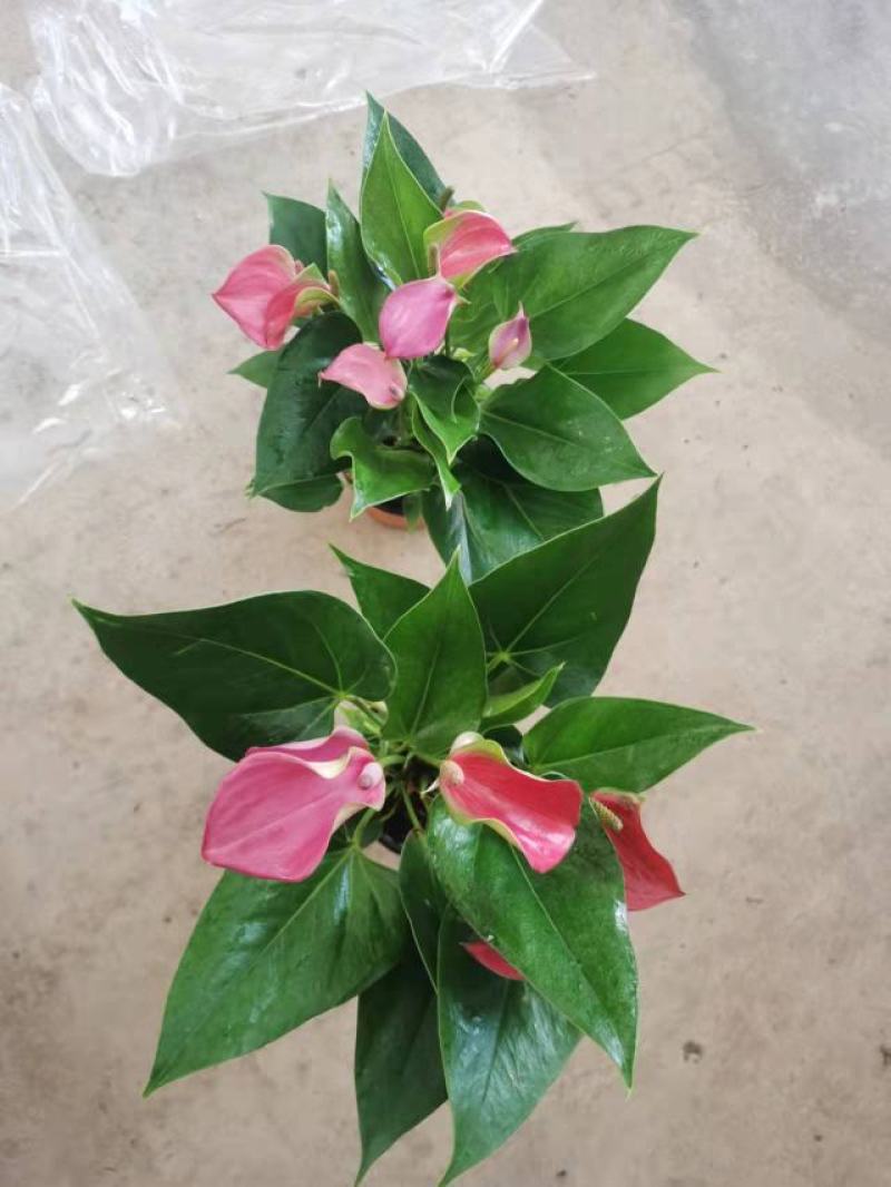 120#朱莉24装基地直发观赏花盆花