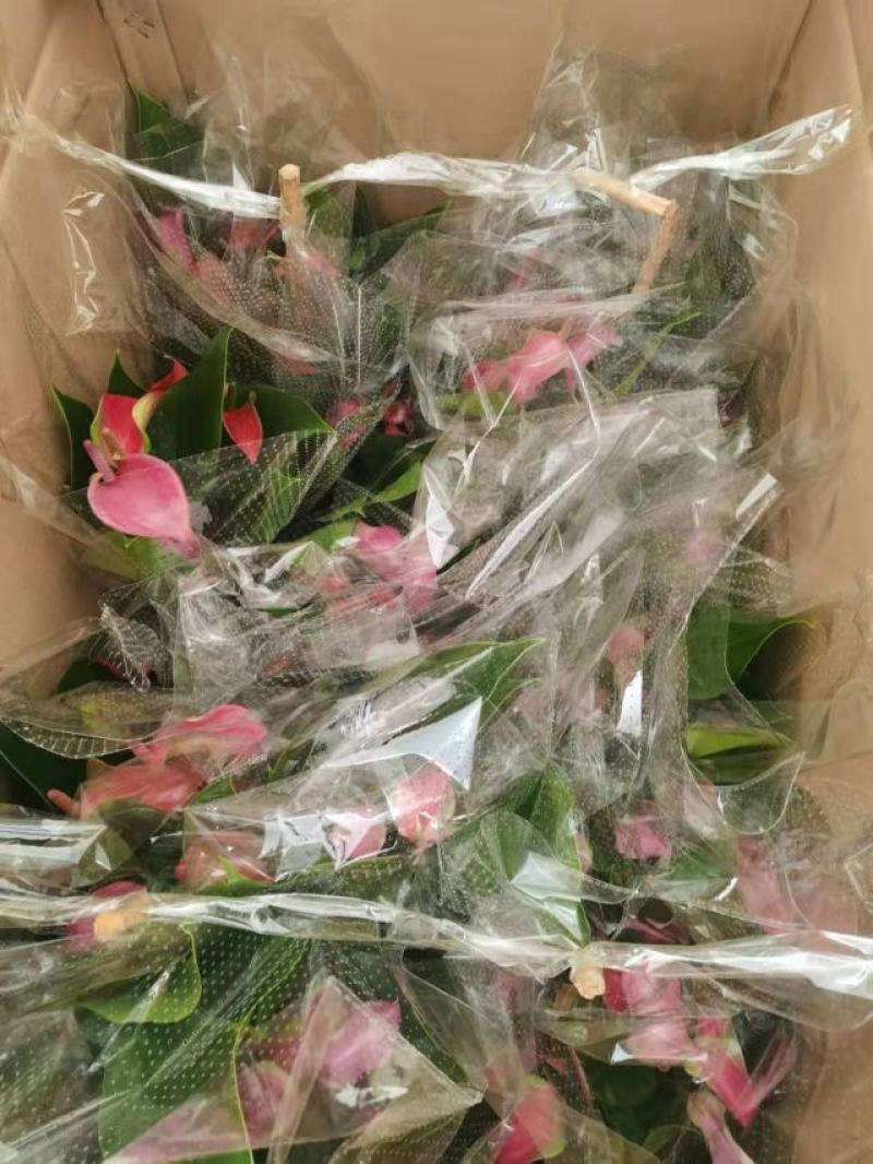 120#朱莉24装基地直发观赏花盆花
