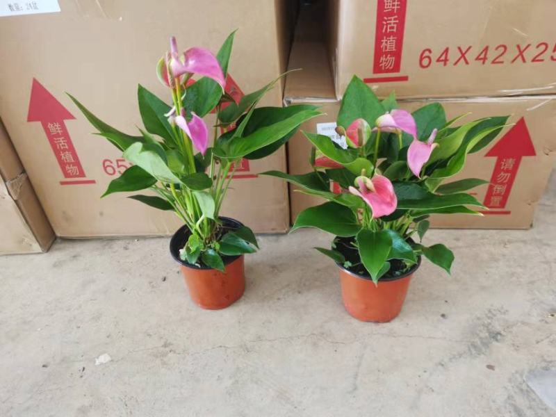 120#朱莉24装基地直发观赏花盆花
