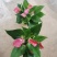 120#朱莉24装基地直发观赏花盆花