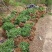 【合作社200亩】北花树型四季树型金银花苗药企合作包邮