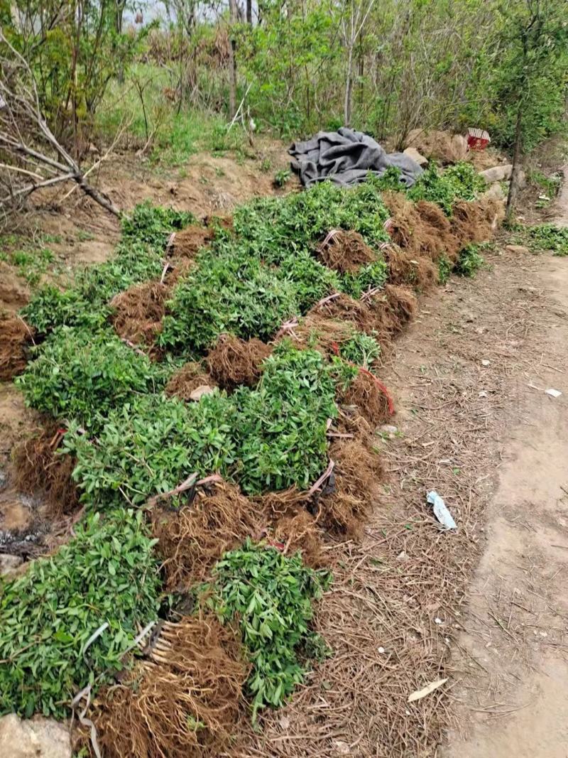 【合作社200亩】北花树型四季树型金银花苗药企合作包邮