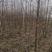 银杏树苗，大量供应，三公分到八公分的，成活率100%