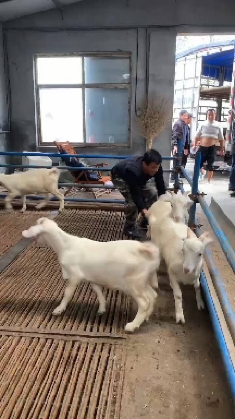低价出售一批白山羊，黑山羊，杜泊绵羊，美国大白羊，波尔山