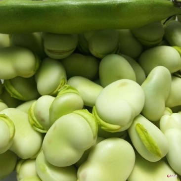 蚕豆角胡豆角颗粒饱满3到6粒支持全国发货