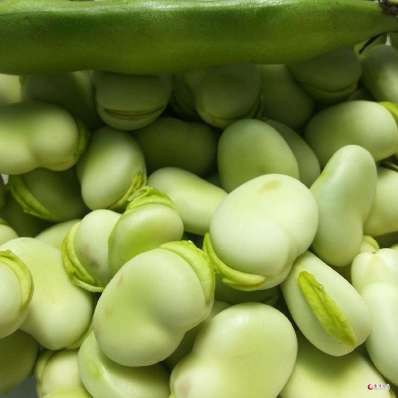蚕豆角胡豆角颗粒饱满3到6粒支持全国发货