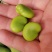 蚕豆角胡豆角颗粒饱满3到6粒支持全国发货