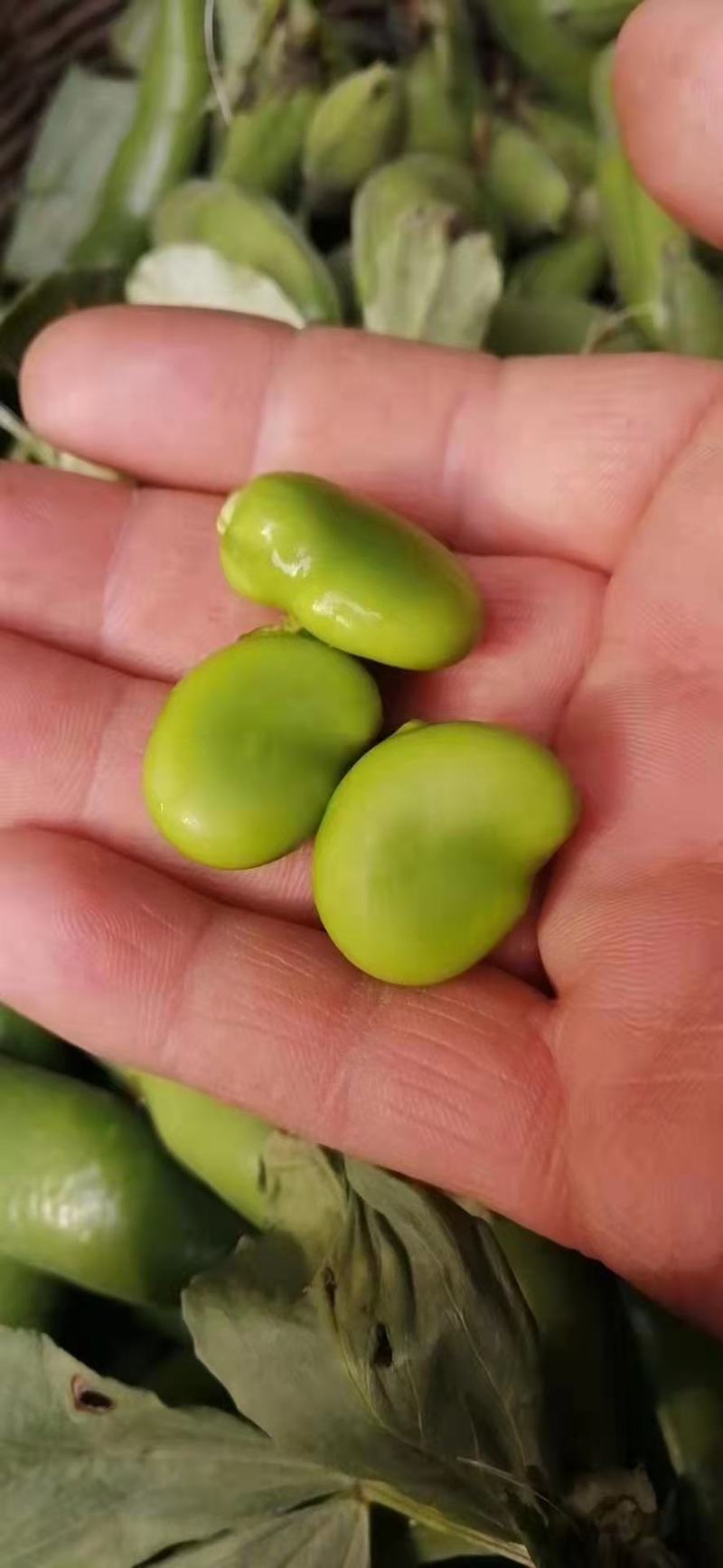 蚕豆角胡豆角颗粒饱满3到6粒支持全国发货