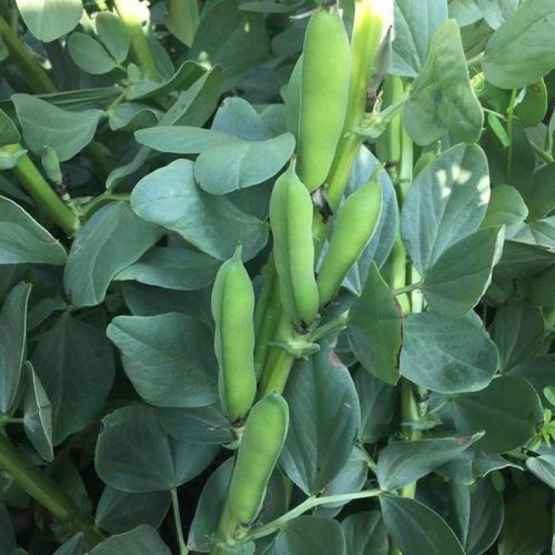 蚕豆角胡豆角颗粒饱满3到6粒支持全国发货