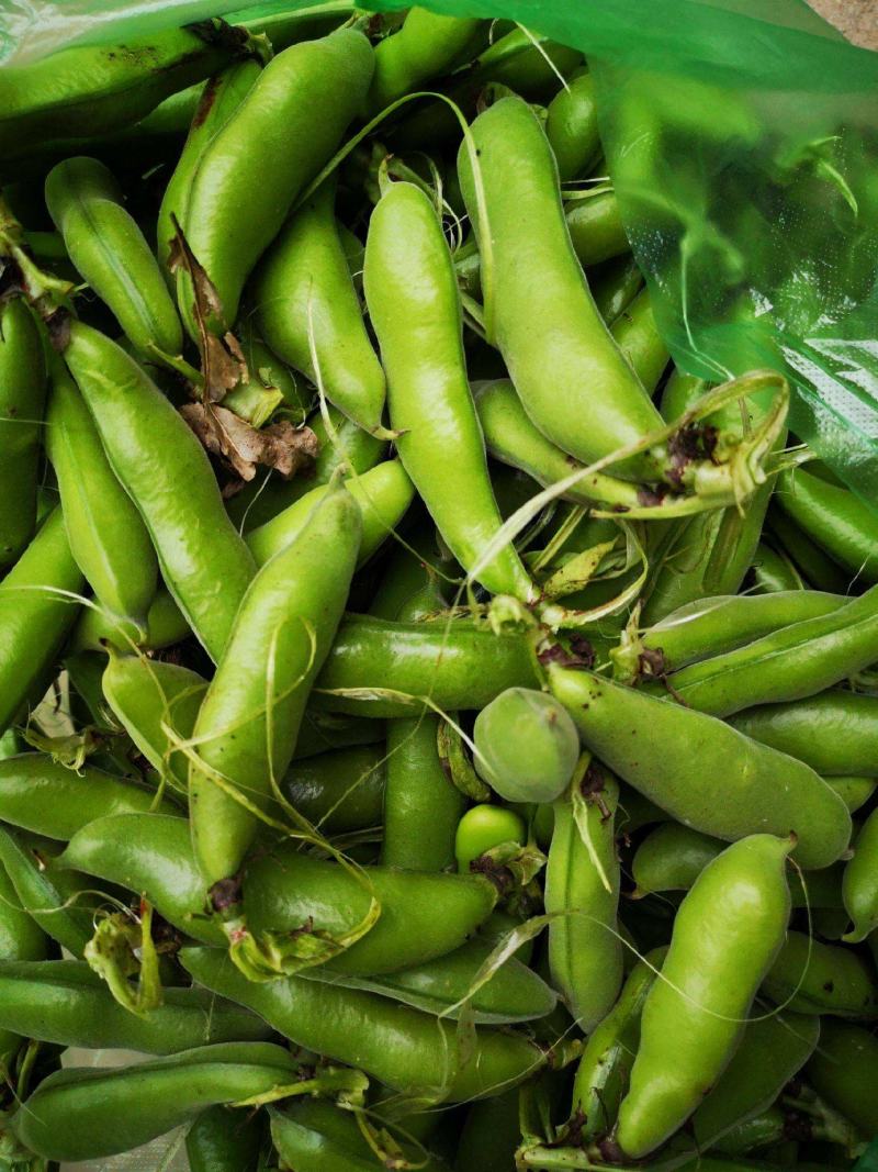 蚕豆角胡豆角颗粒饱满3到6粒支持全国发货
