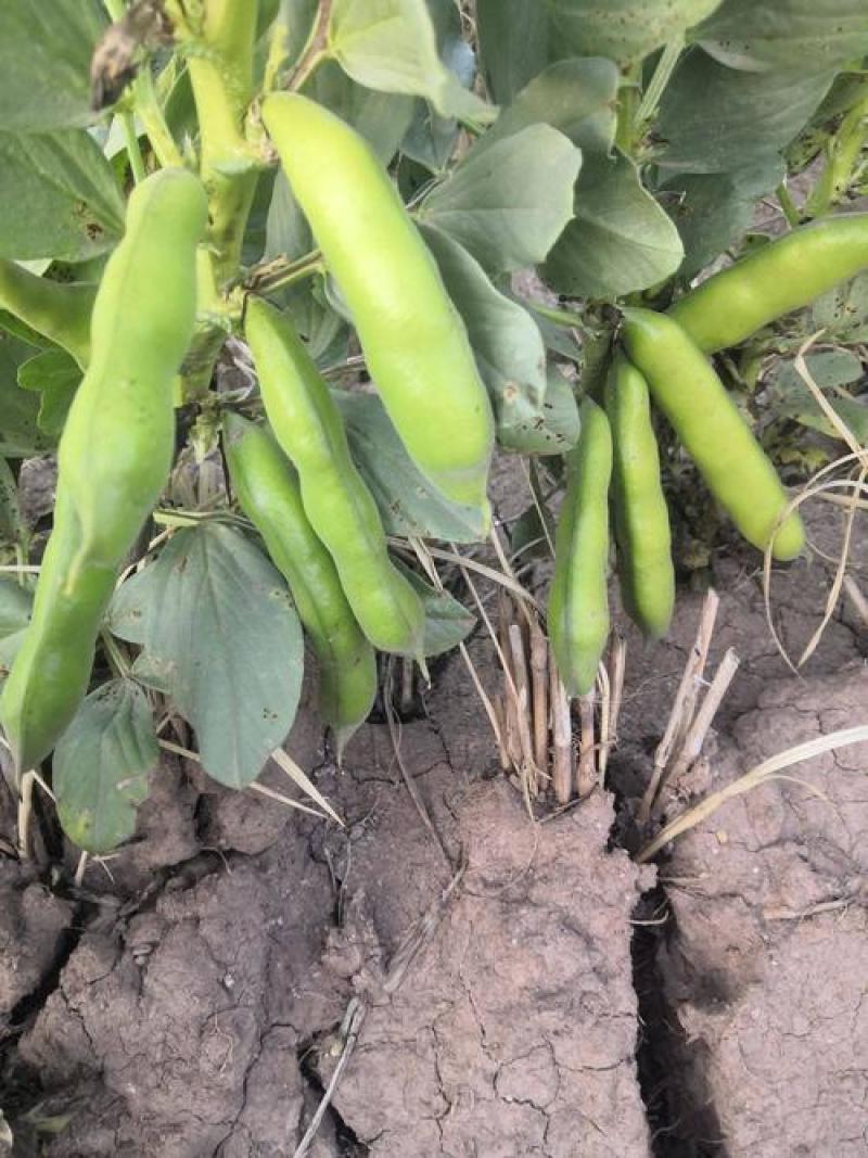 蚕豆角胡豆角颗粒饱满3到6粒支持全国发货