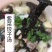 批发【头水紫菜】东山岛美食紫菜2斤起批发