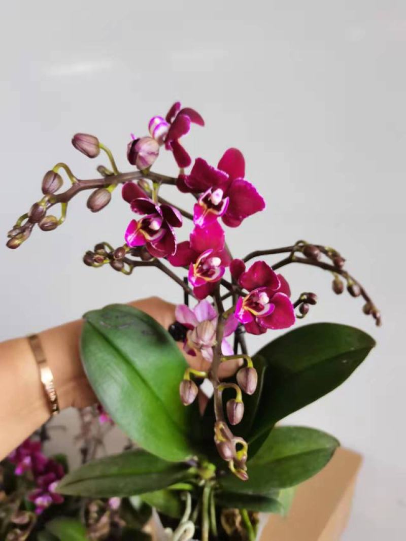 双梗3梗黑珍珠蝴蝶兰盆花花苞多