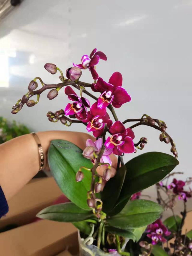 双梗3梗黑珍珠蝴蝶兰盆花花苞多