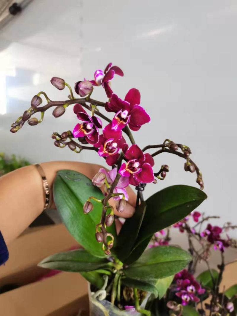 双梗3梗黑珍珠蝴蝶兰盆花花苞多