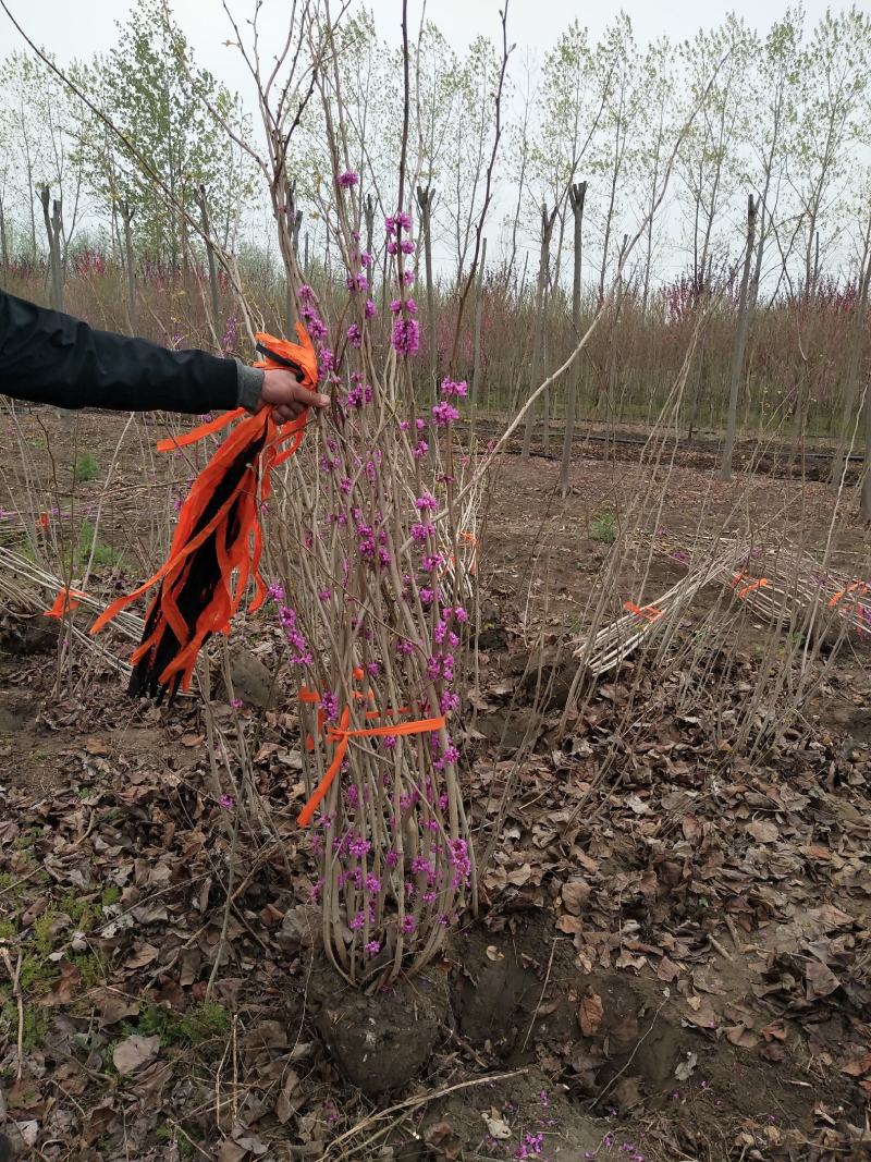 江苏1-15公分紫荆报价，丛生紫荆花批发拓农园林紫荆价格