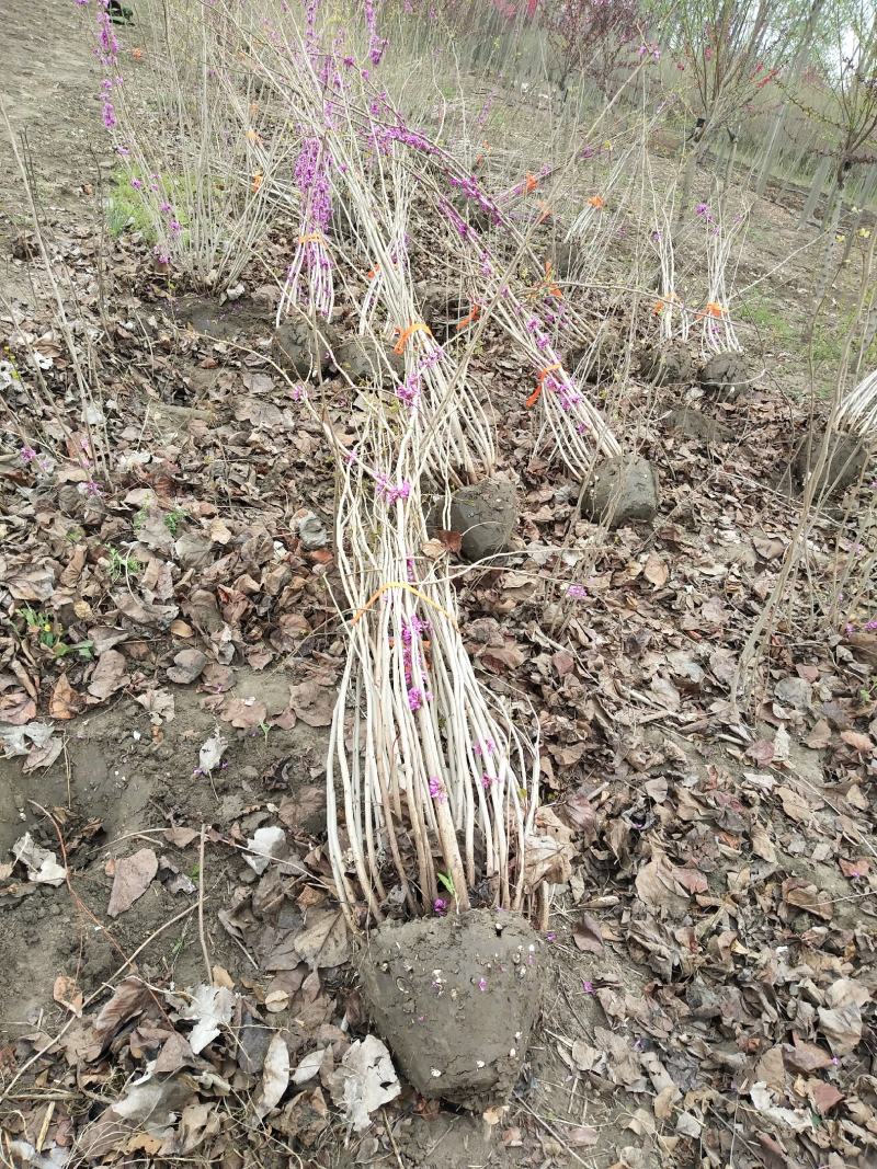 江苏1-15公分紫荆报价，丛生紫荆花批发拓农园林紫荆价格