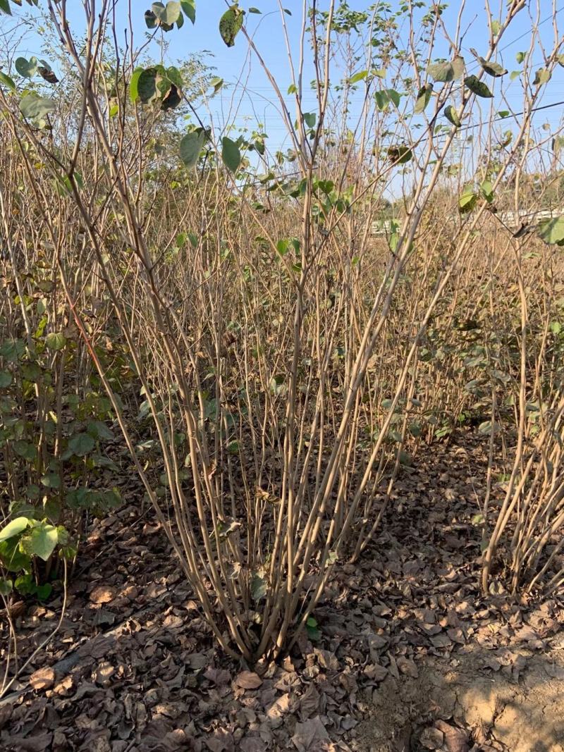 江苏1-15公分紫荆报价，丛生紫荆花批发拓农园林紫荆价格