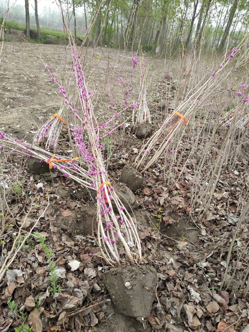 江苏1-15公分紫荆报价，丛生紫荆花批发拓农园林紫荆价格