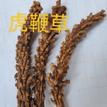 野生中药材虎鞭草云南苗家不老草一手货源