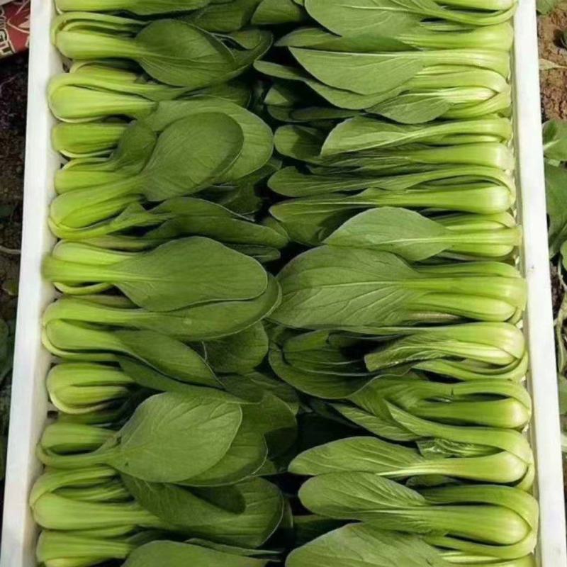 青菜