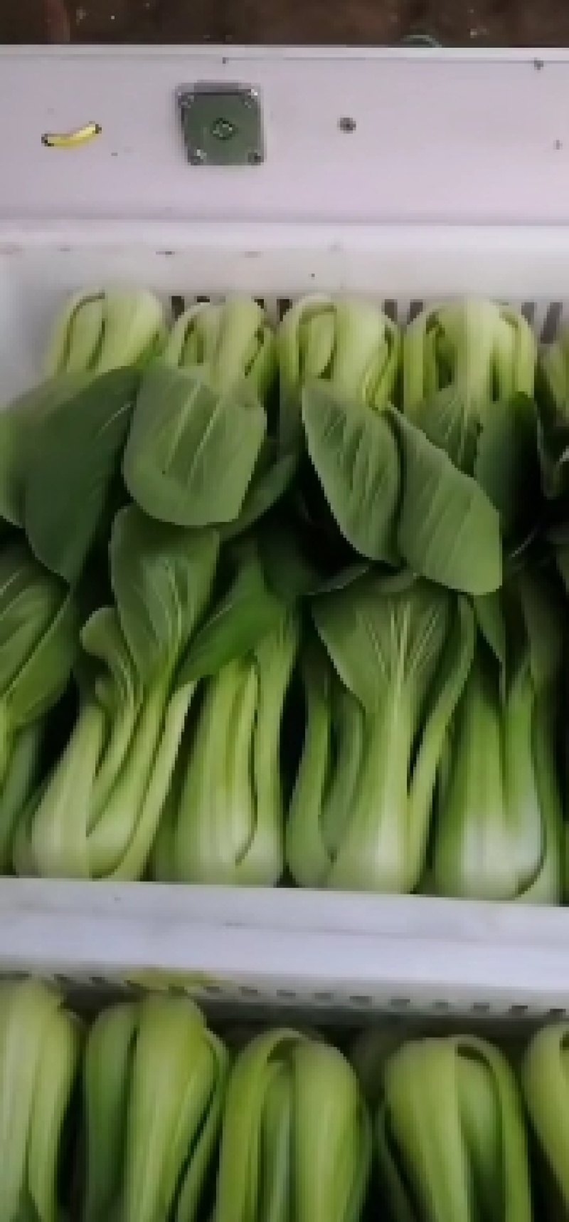 青菜