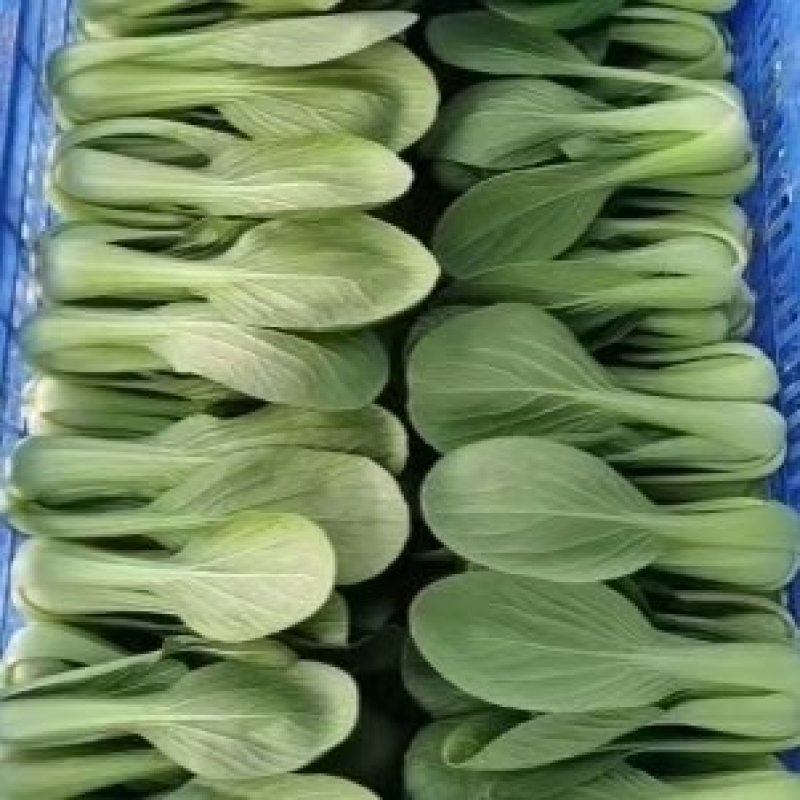 青菜