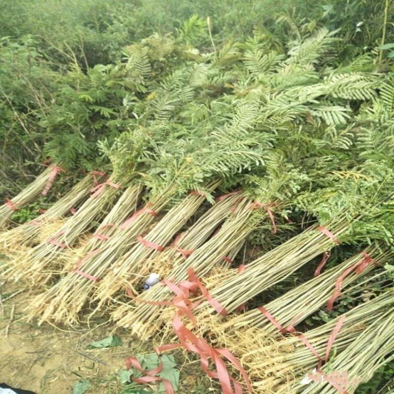 合欢，绒花树，芙蓉花树，合欢南北方大型绿工程庭院风景合欢