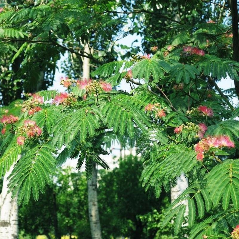 合欢，绒花树，芙蓉花树，合欢南北方大型绿工程庭院风景合欢