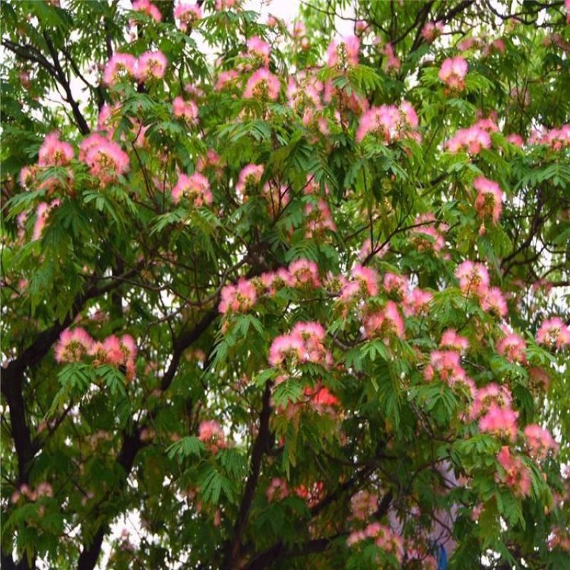 合欢，绒花树，芙蓉花树，合欢南北方大型绿工程庭院风景合欢