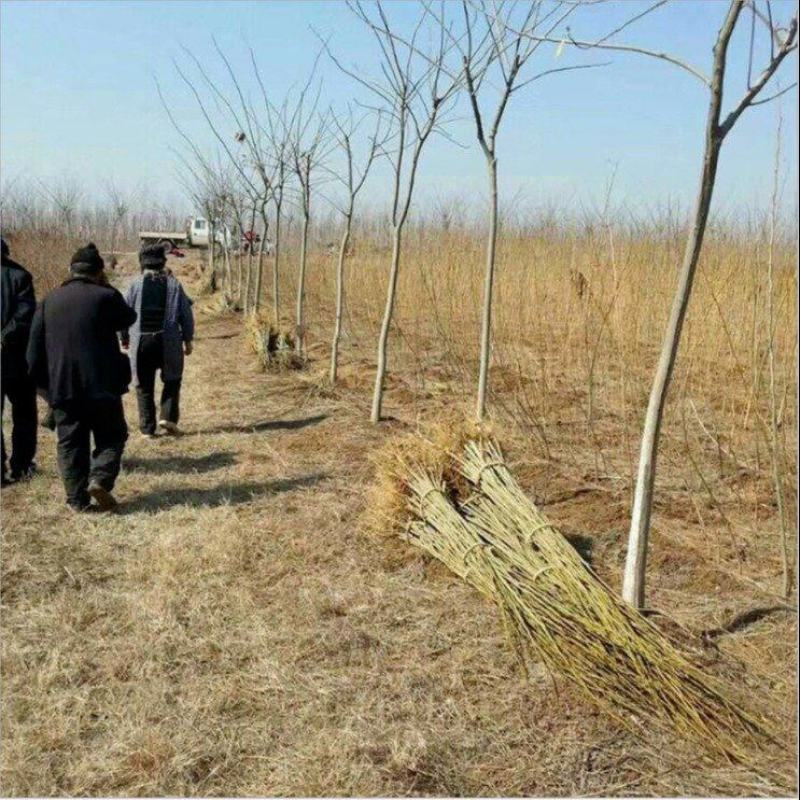 合欢，绒花树，芙蓉花树，合欢南北方大型绿工程庭院风景合欢