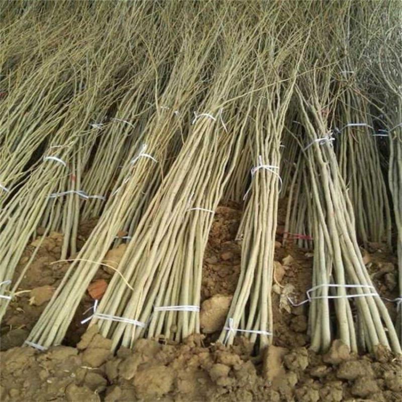合欢，绒花树，芙蓉花树，合欢南北方大型绿工程庭院风景合欢