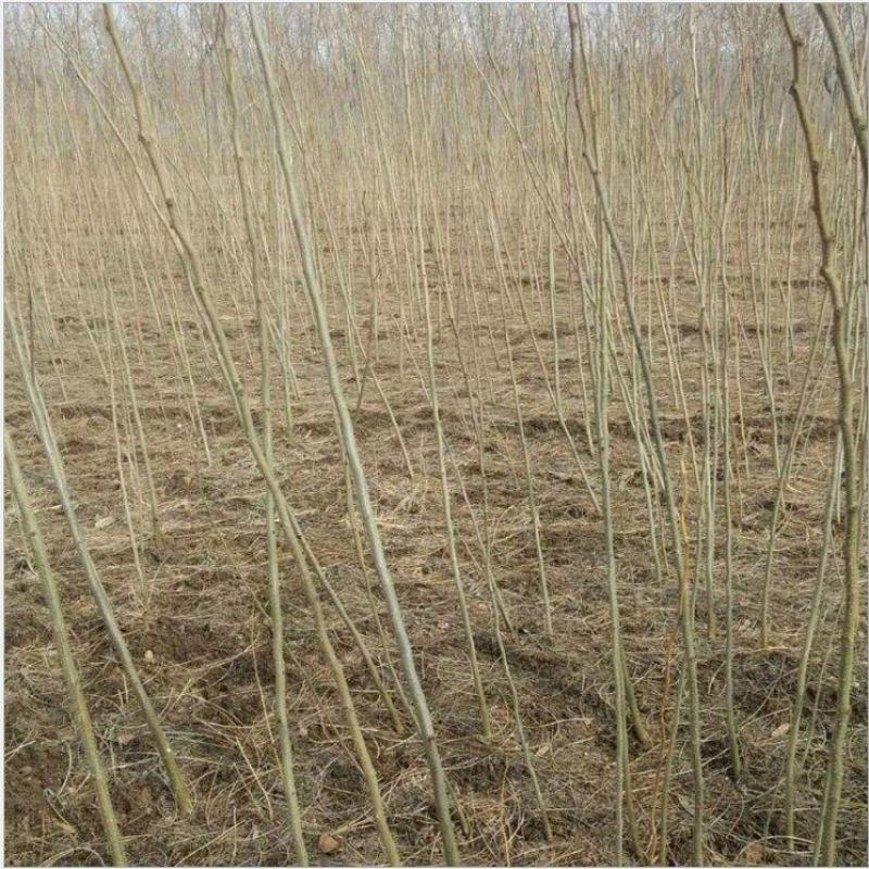 合欢，绒花树，芙蓉花树，合欢南北方大型绿工程庭院风景合欢