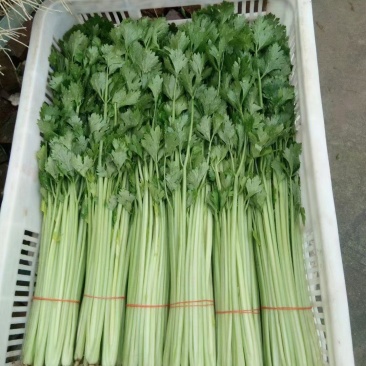 青菜