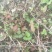 野生薄荷苗，可盆栽，绿化，药材种植，无农药残留，药用价值