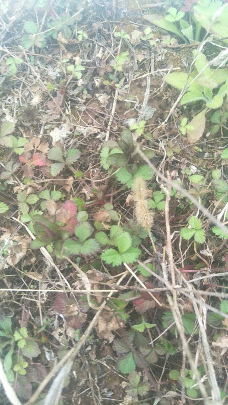 野生薄荷苗，可盆栽，绿化，药材种植，无农药残留，药用价值