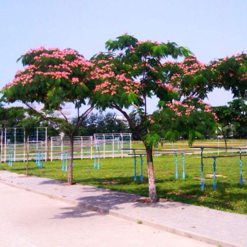 合欢树苗绒花树苗芙蓉花树苗盆栽南北方大型绿工程庭院风景绿