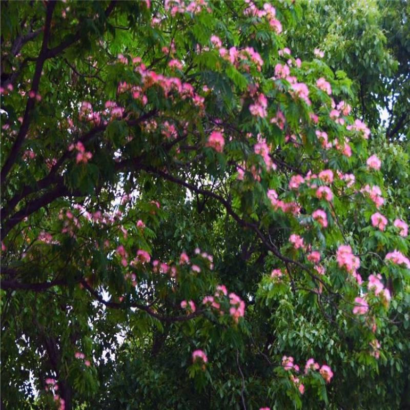 合欢树苗绒花树苗芙蓉花树苗盆栽南北方大型绿工程庭院风景绿