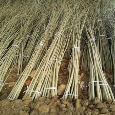 合欢树苗绒花树苗芙蓉花树苗盆栽南北方大型绿工程庭院风景绿