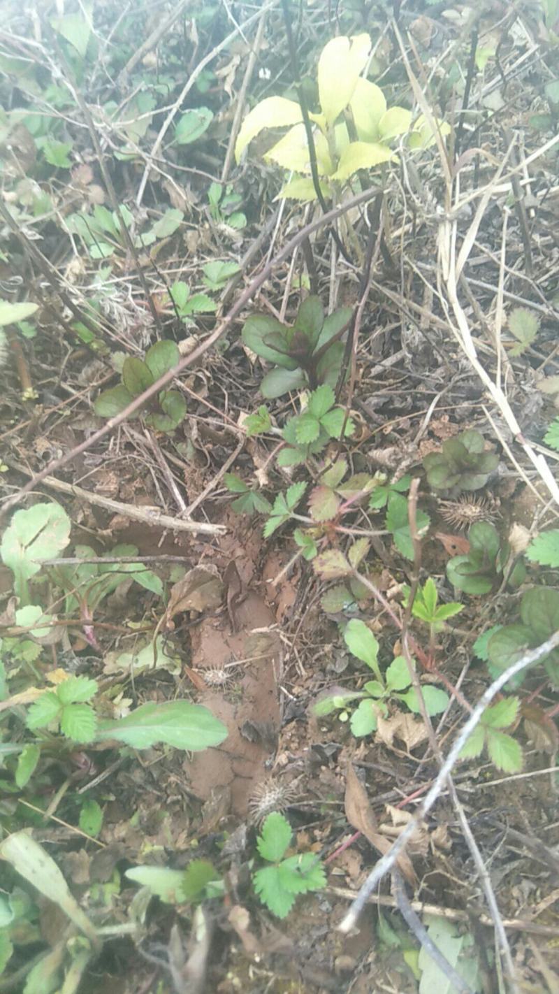 野生薄荷苗，可盆栽，绿化，药材种植，无农药残留，药用价值