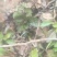 野生薄荷苗，可盆栽，绿化，药材种植，无农药残留，药用价值