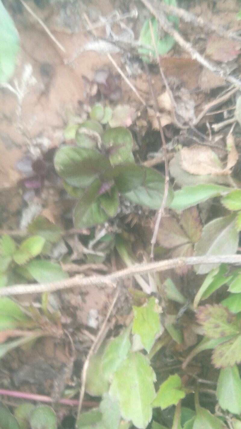 野生薄荷苗，可盆栽，绿化，药材种植，无农药残留，药用价值
