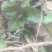 野生薄荷苗，可盆栽，绿化，药材种植，无农药残留，药用价值